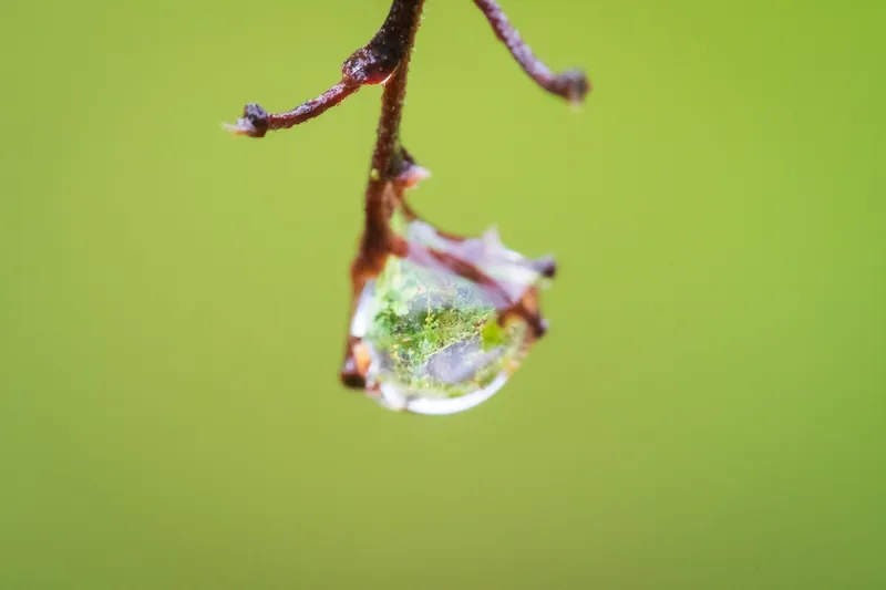 Raindrop, orchard, Penryn. 2019.